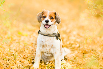 Fotograf Wien Hunde Timi orange-foto Hochzeitsfotografie Wien